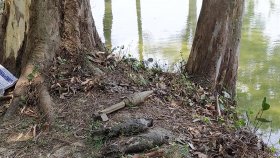 রাবির পুকুরে আবার মিললো মর্টারশেল ও রকেট লঞ্চার