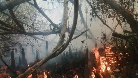 সুন্দরবনে আবারও আগুন