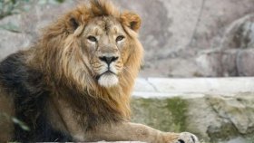 ভারতে এবার ৮ সিংহের করোনা শনাক্ত