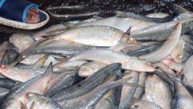 হঠাৎ কেন ‘হারিয়ে গেলো’ ইলিশ?