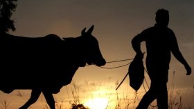 ভ্যাকসিন নিলে মিলবে গরু