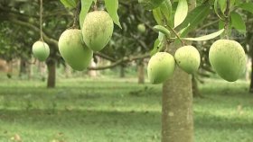 হাঁড়িভাঙা আমের ইতিহাস জানেন, কে রাখলো এই নাম?