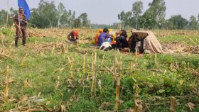 ঠাকুরগাঁও সীমান্তে ঠেলে পাঠানো ১১ জনকে ফিরিয়ে নিয়েছে বিএসএফ