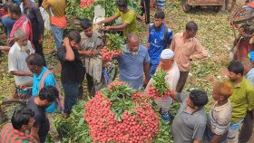 যে হাটে দিনে বিক্রি হয় ১৫ কোটি টাকার লিচু