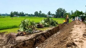 রাস্তার কাজের জন্য উপড়ে ফেলা হলো তালগাছ, কে ঠেকাবে বজ্রপাত