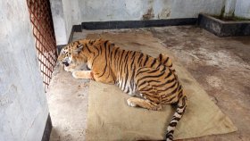 হরিণ শিকারের ফাঁদে আটকে আহত বাঘ কলারসহ ফিরছে সুন্দরবনে