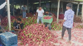 এক হাটে প্রতিদিন কোটি টাকার ড্রাগন বিক্রি