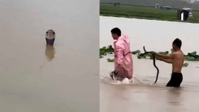 বন্যার পানিতে ভেসে এলো ৯০০ সাপ, কামড়ে নারীর মৃত্যু