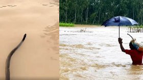 চট্টগ্রামে বন্যার পানিতে এত সাপ, কামড়ে আহত হয়ে ৮৫ জন হাসপাতালে