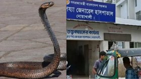 রান্নাঘরের র্যাকে লুকিয়ে থাকা বিষধর সাপের কামড়ে গৃহবধূর মৃত্যু