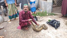 বন ছেড়ে লোকালয়ে চলে এলো বিশাল অজগর, জীবনের ঝুঁকি নিয়ে বাঁচালেন কবিরাজ