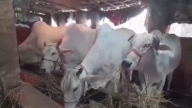 মৃত গরুর নামেও বরাদ্দ সরকারি অনুদান