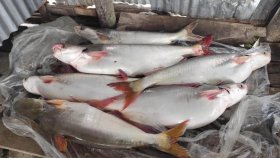 ইলিশের জালে ধরা পড়ছে বড় বড় পাঙাশ, দামও কম