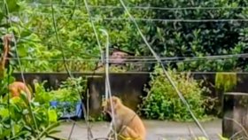 ব্রাহ্মণবাড়িয়ায় খাবারের সন্ধানে লোকালয়ে বানরের দল