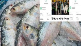 অনলাইনে চাঁদপুরের ইলিশ অর্ডার, মাছও পেলো না, টাকাও গেলো