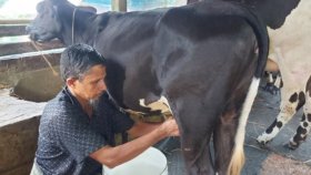 যে রোগের কারণে গরু দুধ কম দিচ্ছে, খামারিদের বড় ক্ষতি হচ্ছে