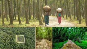 সবুজের আলিঙ্গনে হারিয়ে যেতে চাইলে ঘুরে আসুন মিঠাপুকুরের ইকো পার্ক
