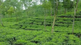চা শিল্পের উন্নয়নে কমিটি