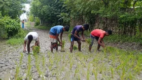 সাতক্ষীরায় রাস্তা সংস্কার না হওয়ায় ধান রোপণ করে প্রতিবাদ