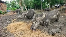 মহিষগুলোর কষ্ট দেখে কষ্ট পেতো গ্রামের লোকও, অবশেষে উদ্ধার