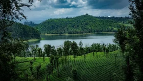 চা-বাগান, পাহাড় আর নদীর মায়াবী ঠিকানা দার্জিলিংয়ের তাবাকোশী