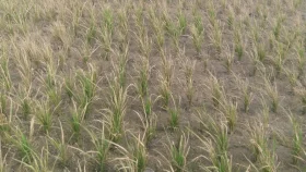 গাইবান্ধায় ভুল আগাছানাশকে ১৫ শতক ধানের জমি নষ্ট, দিশেহারা কৃষক