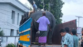মন্ত্রীর নির্দেশে পার্কে ফিরিয়ে আনা হয়েছে দুই হাতিকে