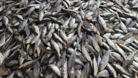 বঙ্গোপসাগরে জাল ফেলতেই ধরা পড়লো ৮০ মণ ইলিশ