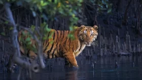 ১৩টি দৃষ্টিনন্দন ছবিতে বিশ্বের রহস্যময় ম্যানগ্রোভ বন