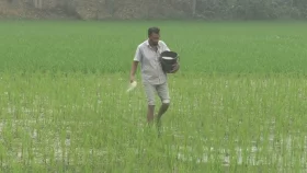 সার সংকটের আড়ালে এক জেলার কৃষকের ৩৭৫ কোটি যাচ্ছে কাদের পকেটে?