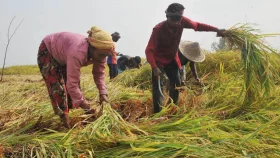 দেশের ১০ লাখ পরিবারের জরুরি কৃষি সহায়তা প্রয়োজন: এফএও