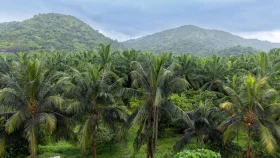 প্রকৃতির রঙে সাজানো এক স্বপ্নের রাজ্য কেরালা, যার পথে পথে মুগ্ধতা