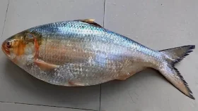 নাম কেন ‘রাজা ইলিশ’, আসে কোথা থেকে?