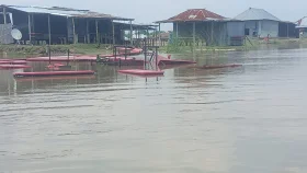 পদ্মার ভাঙনে তিন প্রাথমিক বিদ্যালয় বিলীন, পানিবন্দি ২০ হাজার মানুষ