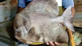 সমুদ্রে জেলের জালে ধরা পড়লো বিরল প্রজাতির মাছ ‘কিং চান্দা’