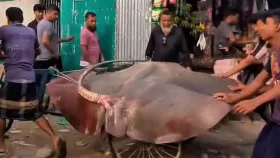 বিক্রিনিষিদ্ধ বিশাল আকৃতির মাছ ধরে ৯০ হাজার টাকায় বিক্রি