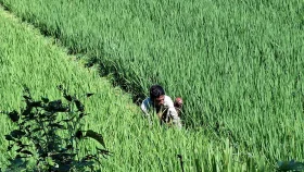 বিএনপি ক্ষমতায় আইসা দুই বার তেলের দাম বাড়াইলো, আমরা কৃষকরা কই যামু?