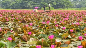 শাপলার লাল গালিচার সাজে সাতলা বিল, ভোরেই মিলবে আসল সৌন্দর্য