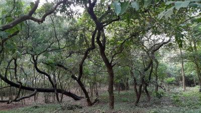 কেন দর্শনার্থী কমেছে বোটানিক্যাল গার্ডেনে?