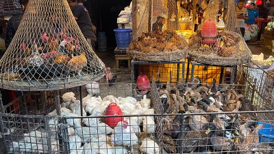 বাড়ছে মুরগির দাম