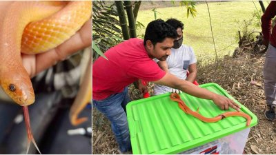 বিরল ‘রেড কোরাল’ সাপটিকে সুস্থ করতে সময় লাগবে ২ মাস