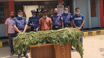 বাবা-ছেলে মিলে গাঁজা চাষ