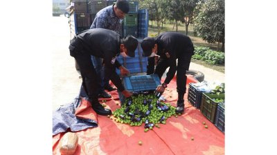 কুল বরই’র বাস্কেটের ভেতরে ফেনসিডিল