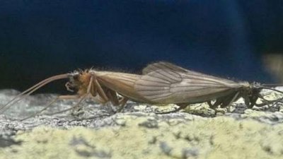 পতঙ্গের নাম করোনাভাইরাস