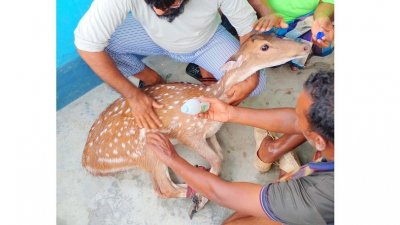 চিত্রল হরিণ