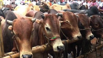 কোরবানির পশুর হাটের ফাইল ছবি