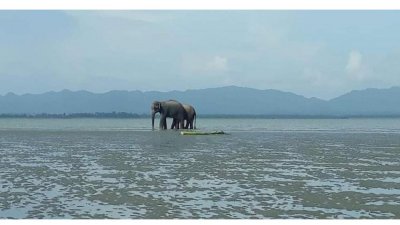 নাফ নদের বালুর চরে হাতি দুটি