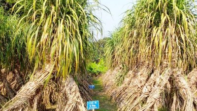 আরও বেশি চিনি ধারণ ক্ষমতার আখ উদ্ভাবন