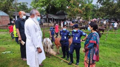 কাপাসিয়ায় গরুর হাটে ভ্রাম্যমাণ আদালতের অভিযান