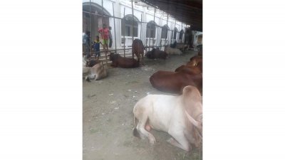 বিদ্যালয়ের মাঠে পশুর হাট